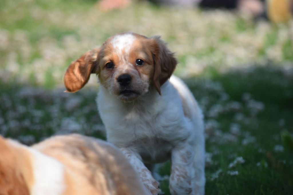 chiots de ida